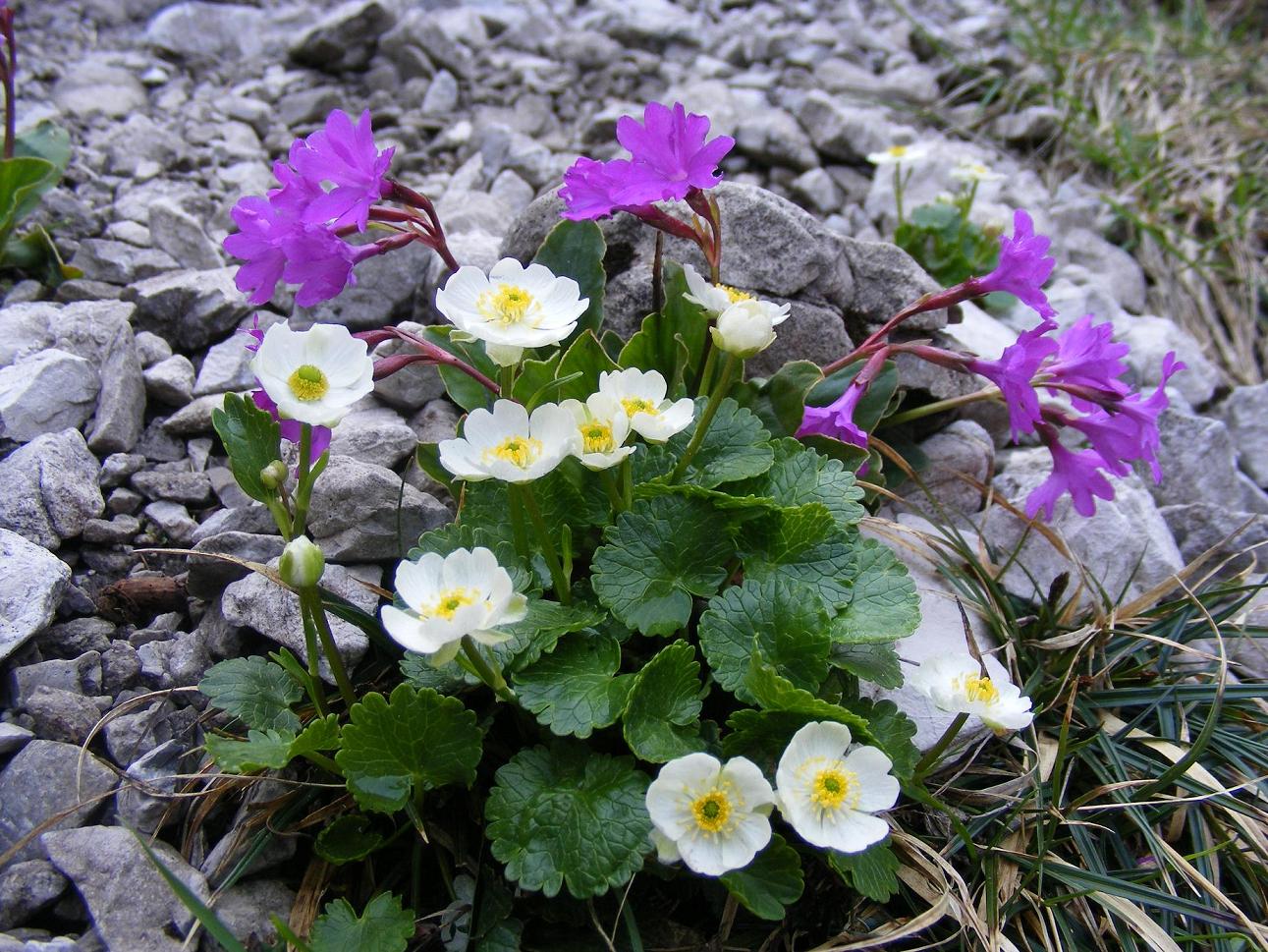 Le rupi fiorite del Garda